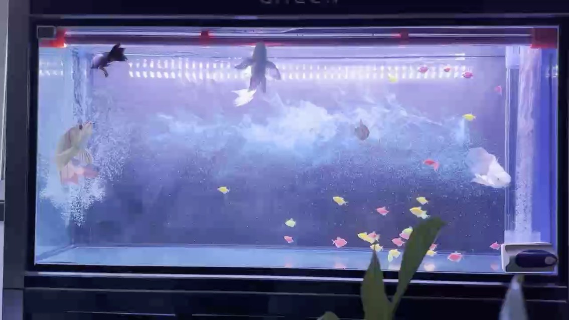 相安無事[bishi][bishi][bishi] 相安無事[bishi][bishi][bishi] 龍魚論壇