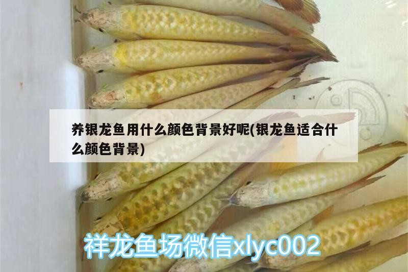 養(yǎng)銀龍魚用什么顏色背景好呢(銀龍魚適合什么顏色背景) 養(yǎng)銀龍魚用什么顏色背景好呢(銀龍魚適合什么顏色背景) 銀龍魚百科
