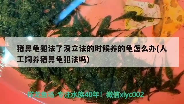豬鼻龜犯法了沒立法的時(shí)候養(yǎng)的龜怎么辦(人工飼養(yǎng)豬鼻龜犯法嗎) 豬鼻龜犯法了沒立法的時(shí)候養(yǎng)的龜怎么辦(人工飼養(yǎng)豬鼻龜犯法嗎) 豬鼻龜百科