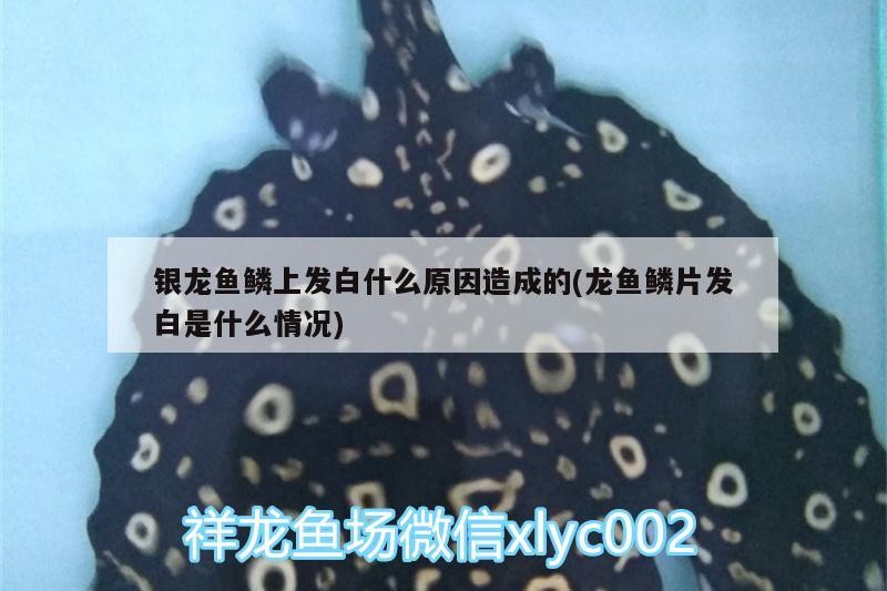 銀龍魚鱗上發白什么原因造成的(龍魚鱗片發白是什么情況)