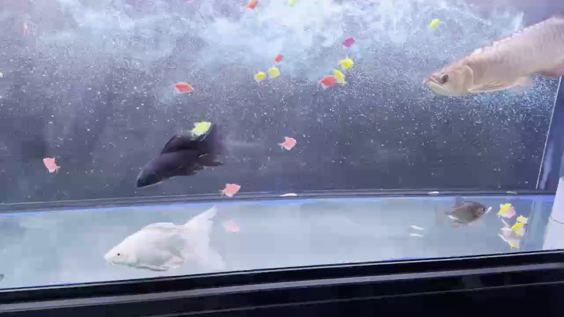 小下，小魚！開吃了