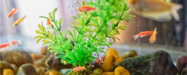 大魚缸缸壁清理：生態(tài)魚缸的清潔與管理