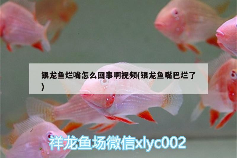 銀龍魚爛嘴怎么回事啊視頻(銀龍魚嘴巴爛了)