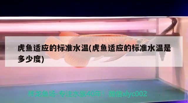 虎魚適應的標準水溫(虎魚適應的標準水溫是多少度)