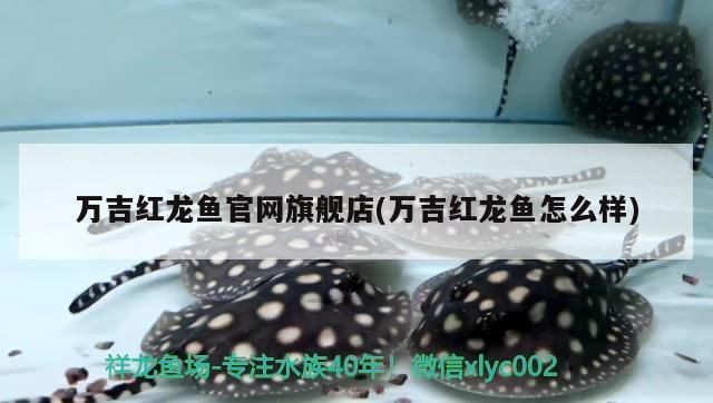 紅龍魚官網(wǎng)：紅龍魚市場價格波動，紅龍魚拍賣價格記錄查詢服務(wù)