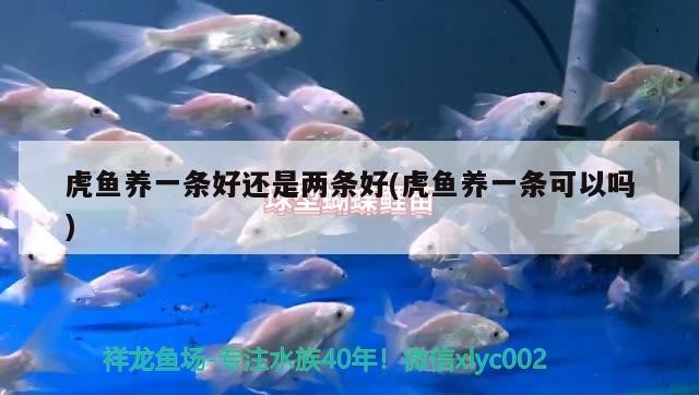 虎魚養一條好還是兩條好(虎魚養一條可以嗎) 虎魚養一條好還是兩條好(虎魚養一條可以嗎) 虎魚百科