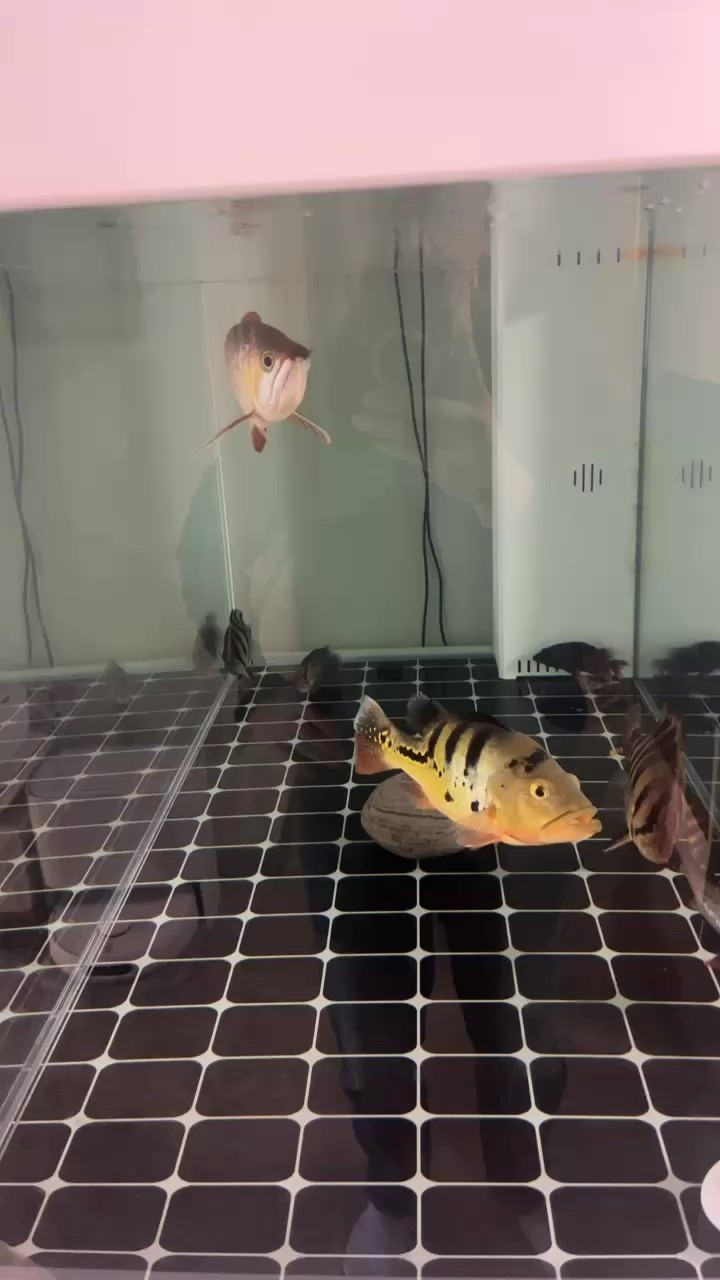 伙伴減少了 伙伴減少了 龍魚(yú)論壇 第1張