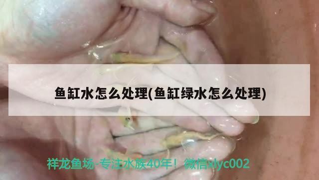 魚缸水怎么處理(魚缸綠水怎么處理)