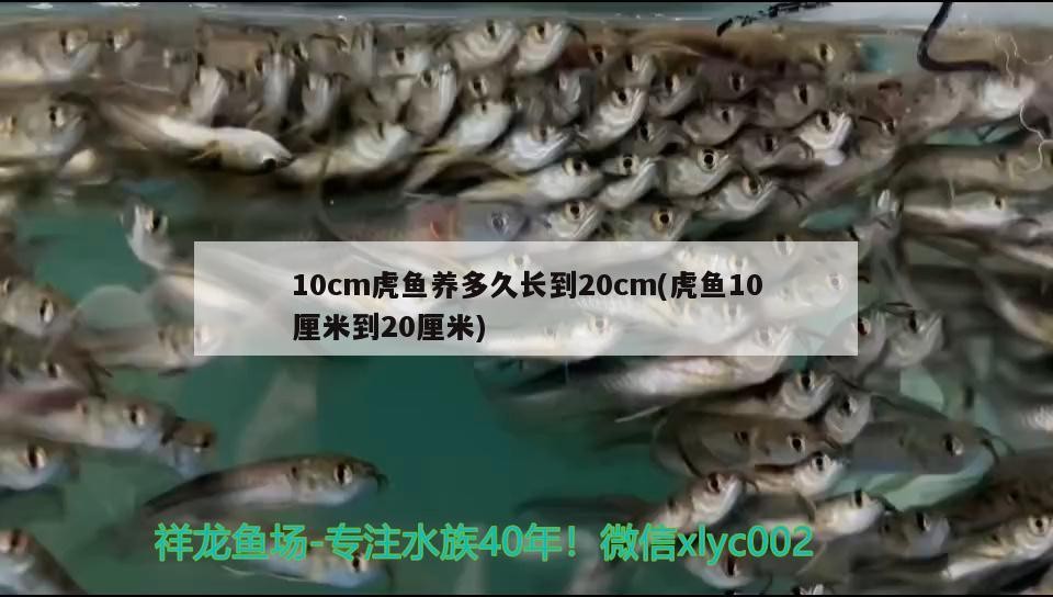龍魚吃熟蝦仁一次應該給多少？