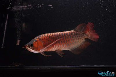 藍底紅龍魚和綠底紅龍魚的區別：藍底紅龍魚與綠底紅龍魚的主要區別在于鱗片底色的不同