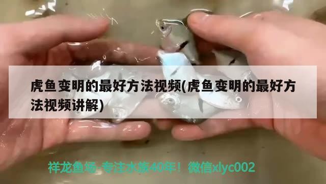 龍魚干蝦有營養嗎 虎魚變明的最好方法視頻(虎魚變明的最好方法視頻講解) 虎魚百科 虎魚變明的最好方法視頻(虎魚變明的最好方法視頻講解) 虎魚變明的最好方法視頻(虎魚變明的最好方法視頻講解) 虎魚百科