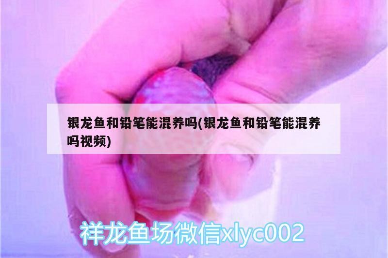 銀龍魚和鉛筆能混養嗎(銀龍魚和鉛筆能混養嗎視頻)