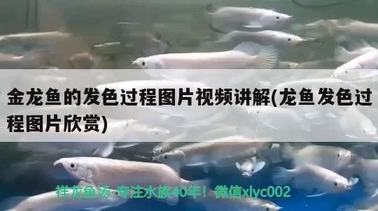 金龍魚的發色過程圖片視頻講解(龍魚發色過程圖片欣賞) 金龍魚的發色過程圖片視頻講解(龍魚發色過程圖片欣賞) 虎魚百科