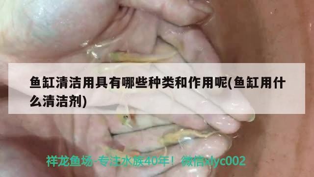 魚缸清潔用具有哪些種類和作用呢(魚缸用什么清潔劑) 魚缸清潔用具有哪些種類和作用呢(魚缸用什么清潔劑) 虎魚百科