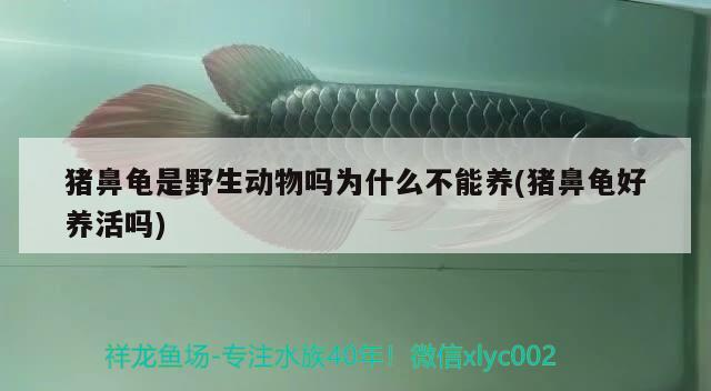 豬鼻龜是野生動物嗎為什么不能養(豬鼻龜好養活嗎)