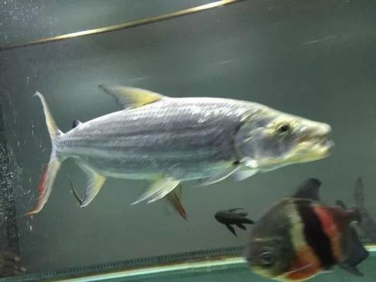 白金猛魚需要多大的魚缸：白金猛魚的飼養方法