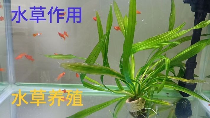 大魚缸可以養(yǎng)什么：大魚缸的日常管理 大魚缸可以養(yǎng)什么：大魚缸的日常管理 魚缸百科 第1張