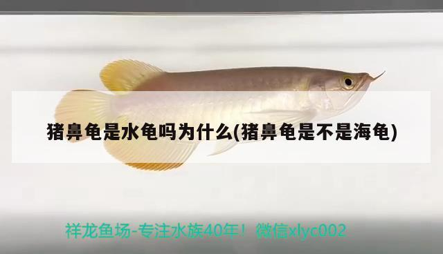 魟魚 豬鼻龜是水龜嗎為什么(豬鼻龜是不是海龜) 豬鼻龜百科 豬鼻龜是水龜嗎為什么(豬鼻龜是不是海龜) 豬鼻龜是水龜嗎為什么(豬鼻龜是不是海龜) 豬鼻龜百科
