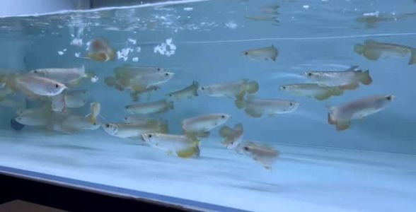 紅龍魚苗好養嗎：紅龍魚苗的養殖需要注意多個方面