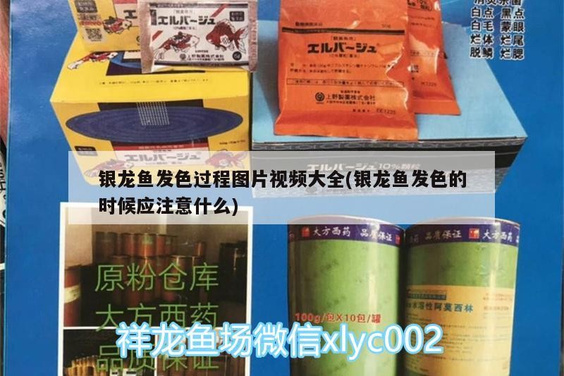 銀龍魚發(fā)色過程圖片視頻大全(銀龍魚發(fā)色的時(shí)候應(yīng)注意什么) 銀龍魚發(fā)色過程圖片視頻大全(銀龍魚發(fā)色的時(shí)候應(yīng)注意什么) 銀龍魚百科
