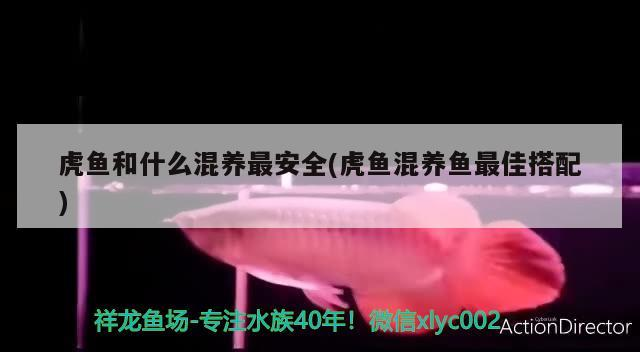 虎魚和什么混養最安全(虎魚混養魚最佳搭配)