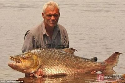 虎魚吃人嗎：虎魚吃人了嗎？
