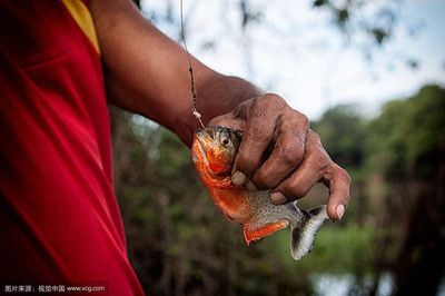 虎魚吃人嗎：虎魚吃人了嗎？