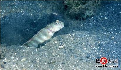 虎魚吃人嗎：虎魚吃人了嗎？