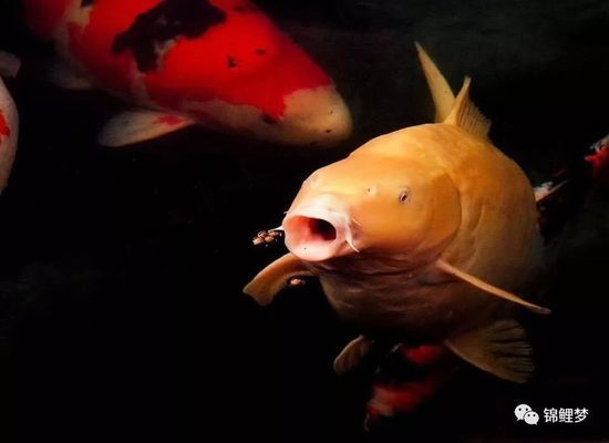 海勃灣區金龍灣水族館（海勃灣區金龍灣水族館電話）