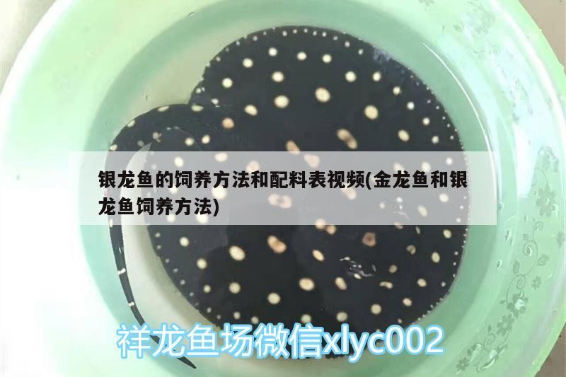 銀龍魚的飼養方法和配料表視頻(金龍魚和銀龍魚飼養方法)