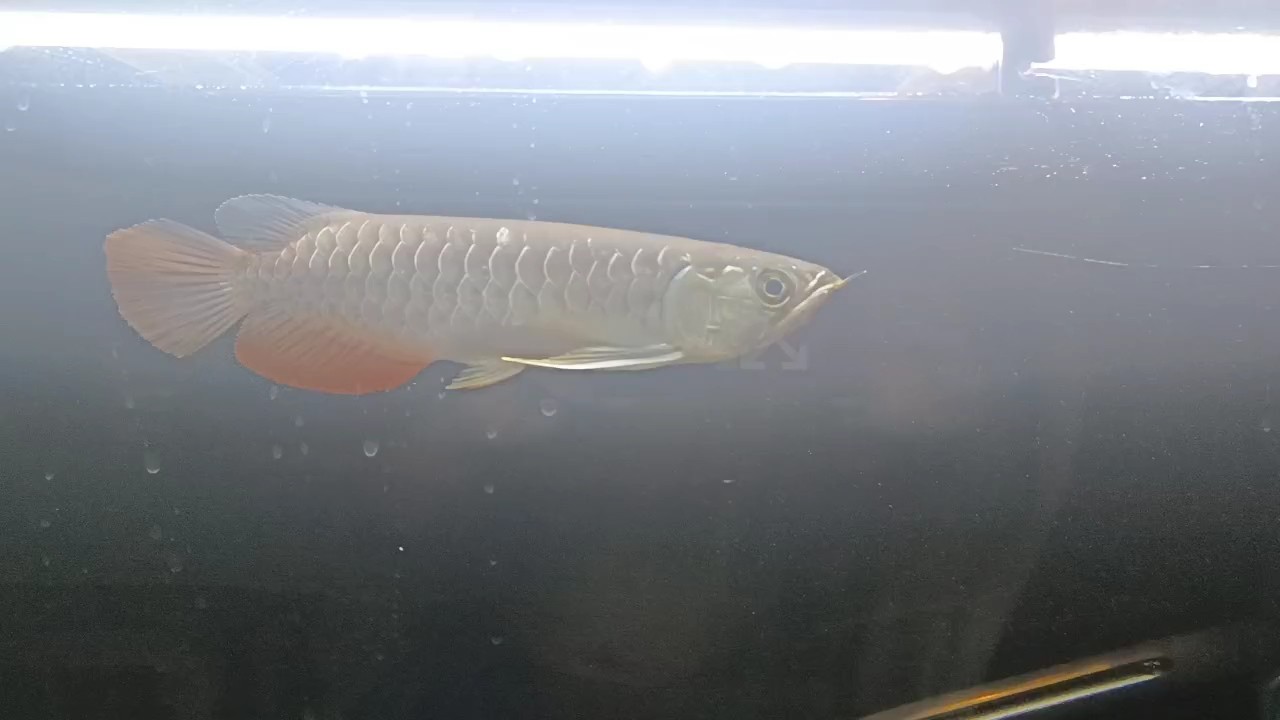 轉(zhuǎn)入黑缸后 轉(zhuǎn)入黑缸后 龍魚論壇