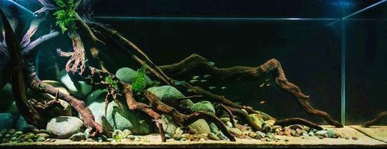 大蘇打魚缸除氯方法：使用大蘇打進行魚缸除氯方法大蘇打魚缸養護注意事項