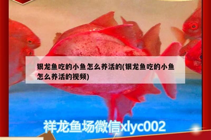 銀龍魚吃的小魚怎么養活的(銀龍魚吃的小魚怎么養活的視頻)