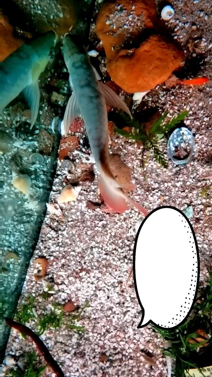 魚缸用增氧泵價格是多少:魚缸增氧機-xtrac增氧機-xtrac增氧機 請教帖子 龍魚論壇 請教帖子 請教帖子 龍魚論壇