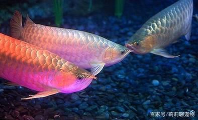 紅龍魚可以和什么魚混養(yǎng)：紅龍魚混養(yǎng)的注意事項(xiàng)