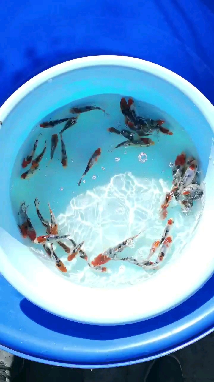 大正 大正 龍魚論壇
