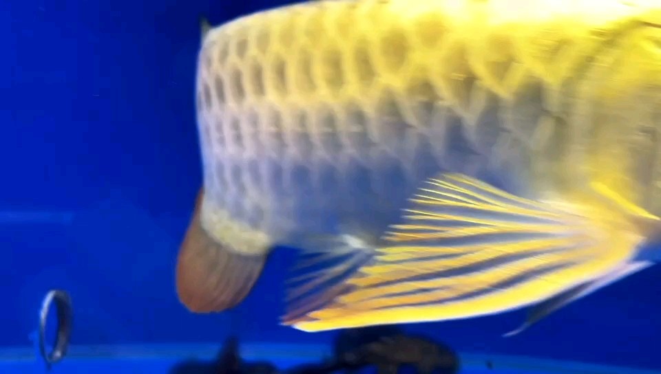 值得入手嗎？ 值得入手嗎？ 龍魚論壇