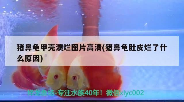 豬鼻龜甲殼潰爛圖片高清(豬鼻龜肚皮爛了什么原因) 豬鼻龜甲殼潰爛圖片高清(豬鼻龜肚皮爛了什么原因) 豬鼻龜百科