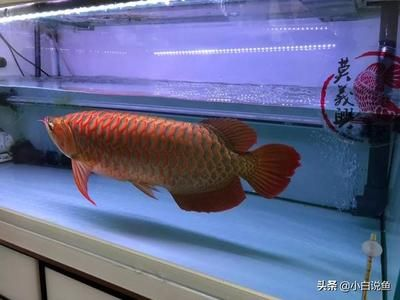 紅龍魚鑒賞：紅龍魚的養殖需要注意以下幾個方面