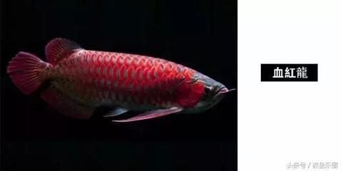 紅龍魚鑒賞：紅龍魚的養(yǎng)殖需要注意以下幾個方面 紅龍魚鑒賞：紅龍魚的養(yǎng)殖需要注意以下幾個方面 紅龍魚百科 第4張