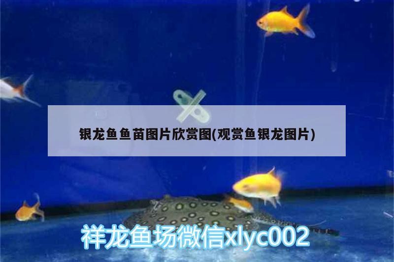 銀龍魚魚苗圖片欣賞圖(觀賞魚銀龍圖片)