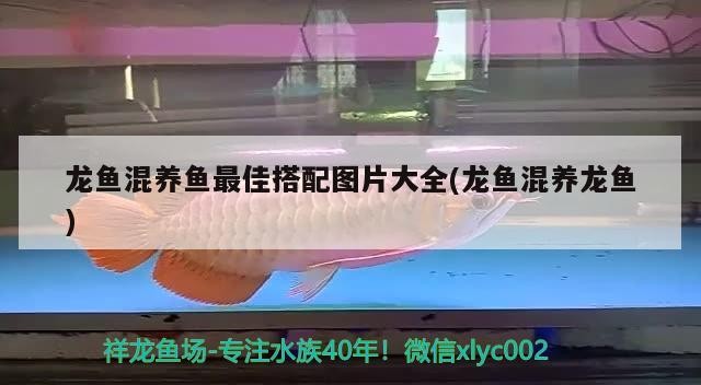 泰國虎 龍魚混養(yǎng)魚最佳搭配圖片大全(龍魚混養(yǎng)龍魚) 森森魚缸 龍魚混養(yǎng)魚最佳搭配圖片大全(龍魚混養(yǎng)龍魚) 龍魚混養(yǎng)魚最佳搭配圖片大全(龍魚混養(yǎng)龍魚) 森森魚缸