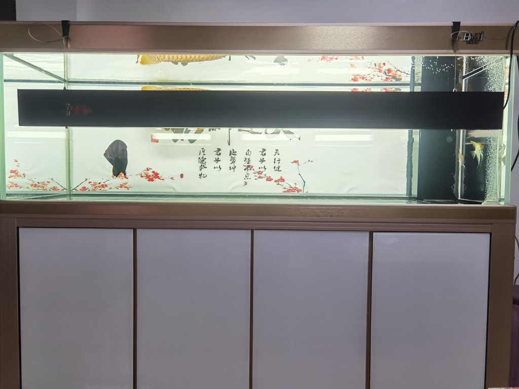 上側燈 上側燈 龍魚論壇