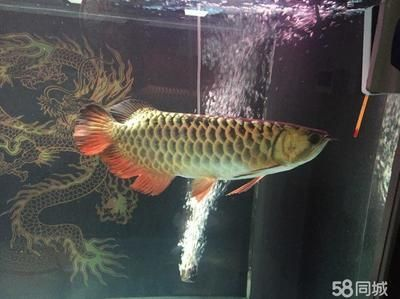 紅龍魚與金龍魚哪個好養一點：紅龍魚與金龍魚價格對比，新手養魚入門指南 紅龍魚與金龍魚哪個好養一點：紅龍魚與金龍魚價格對比，新手養魚入門指南 紅龍魚百科 第4張