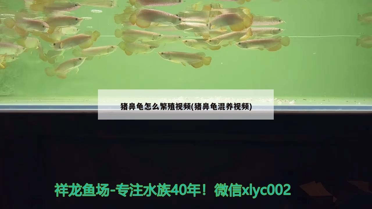 豬鼻龜怎么繁殖視頻(豬鼻龜混養(yǎng)視頻)
