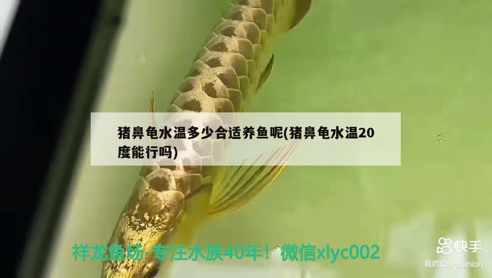 豬鼻龜水溫多少合適養(yǎng)魚呢(豬鼻龜水溫20度能行嗎)