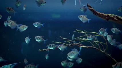 100cm魚缸壁紙：100cm魚缸壁紙價(jià)格