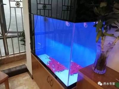大型魚缸粘好了以后幾天能使用啊：大型魚缸粘好后可以使用的具體時間取決于多種因素 大型魚缸粘好了以后幾天能使用啊：大型魚缸粘好后可以使用的具體時間取決于多種因素 魚缸百科 第1張