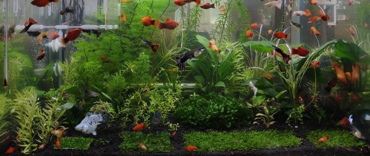 營口市站前區六子水族觀賞魚店（營口市站前區六子水族觀賞魚店電話）