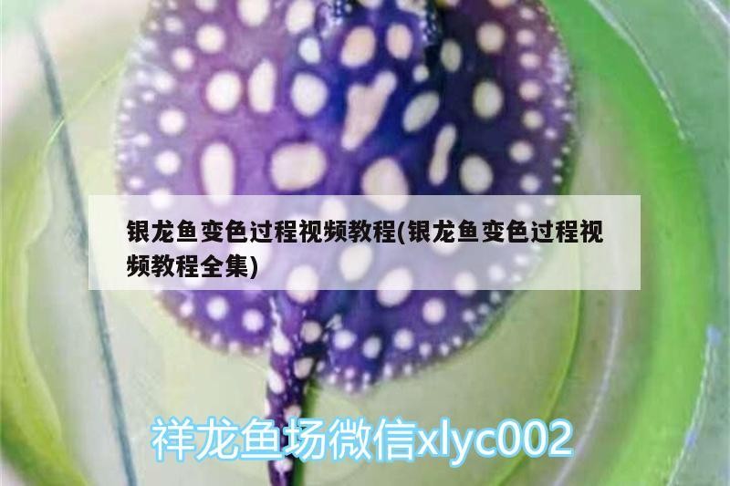 銀龍魚變色過程視頻教程(銀龍魚變色過程視頻教程全集) 銀龍魚變色過程視頻教程(銀龍魚變色過程視頻教程全集) 銀龍魚百科